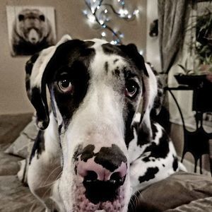 Meet your Posher, Howie